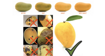 best quality Hapoos mango