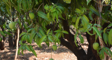 best quality Hapoos mango