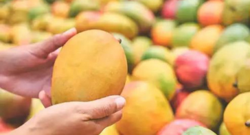 best quality Hapoos mango