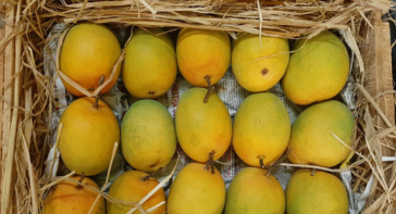 best quality Hapoos mango