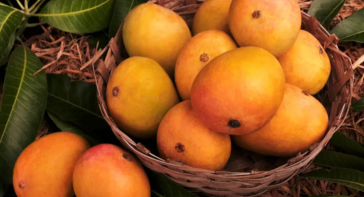 Devgad Hapoos Mangoes: The Best Mangoes for Making Mango Pulp and Puree